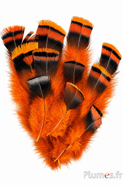 Bronzen kalkoen - 5-15 cm - oranje